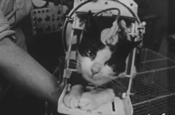 Кошка-космонавт перед стартом. /Кадр из хроники теленовостей, sergnews.com