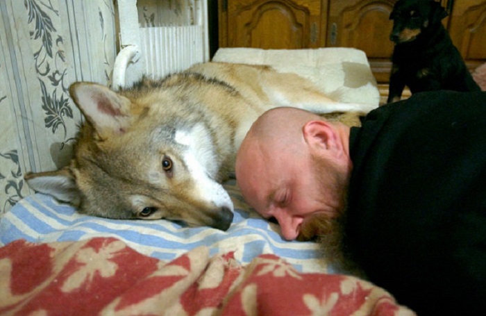 Волк, одомашненный в наши дни охотником Иваном Лебедевым. /Фото: RT