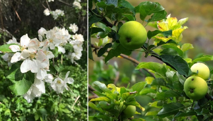 Яблоня Сиверса: от цветов до плодов.