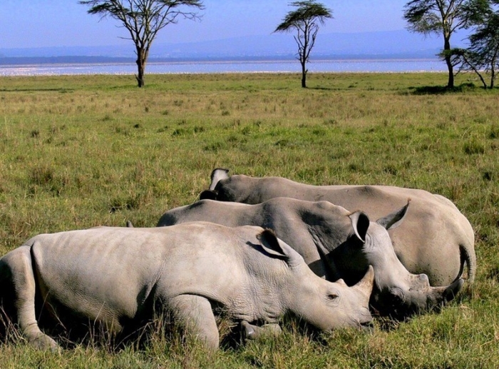 Носороги Нгоронгоро и другие животные: всемирное наследие. /Фото:fotostrana.ru