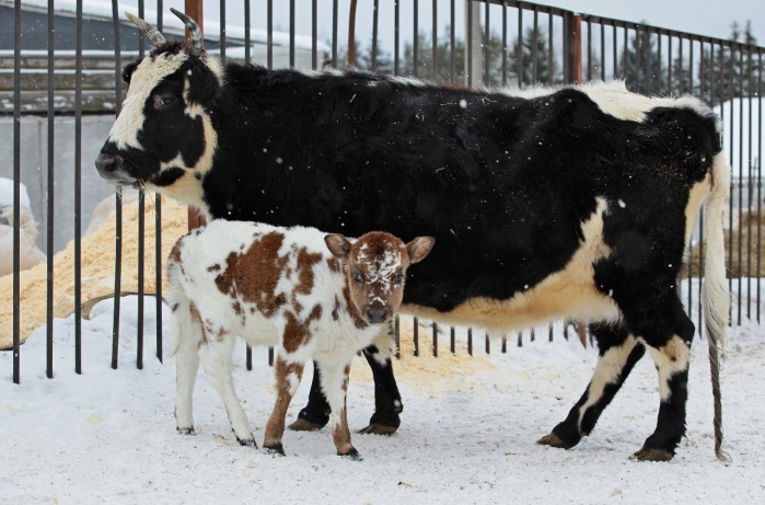 Корова и телёнок на морозе. /Фото:ykt.ru