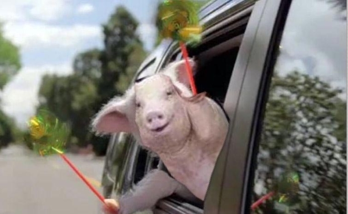 Свинья-улыбака стала интернет-мемом.