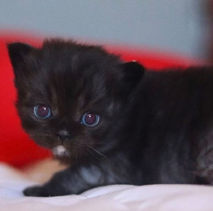 У Розуэл, как и у многих котят, появившихся на свет от Нарнии, такие же голубые глаза и это большая редкость.