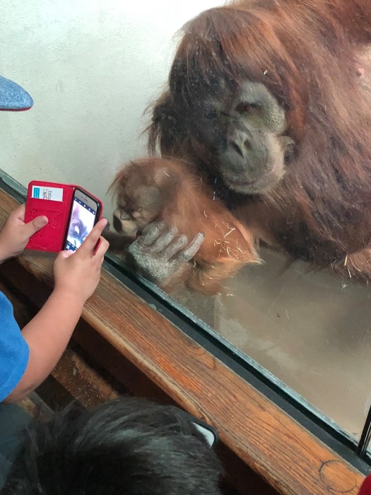 В Зоопарке Ниасу все очень любили. Она была очень популярна у посетителей. /Фото: Carol McCasland