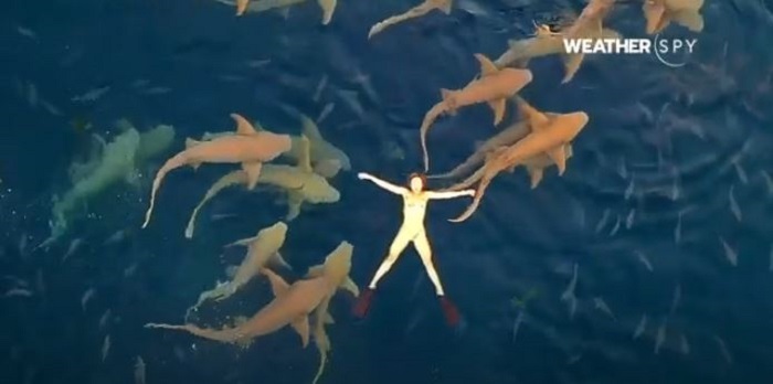 Эти акулы не опасны, но смотрится такой кадр жутковато. /Фото: @shadowpalmmaldives