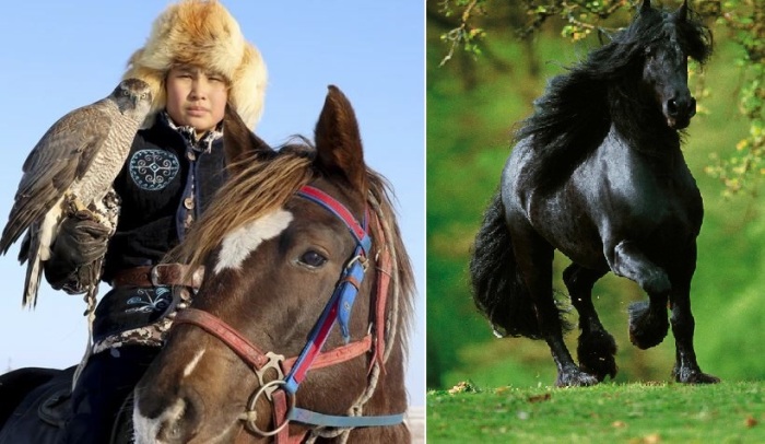 Именно местные жители много веков назад впервые в мире приручили лошадей.