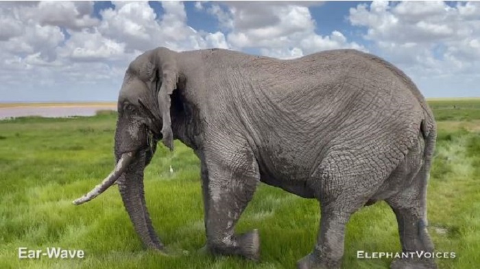 Слон на просторах Национального парка Амбосели, Кения. /Видеокадр