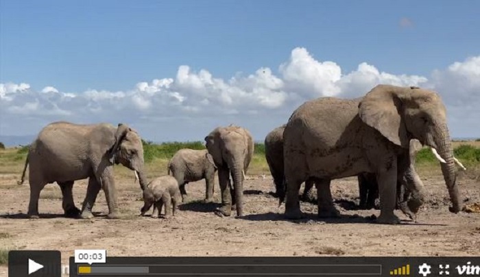 Мать все время подгоняет слоненка и не хочет, чтобы посторонние в это вмешивались. /Видеокадр.