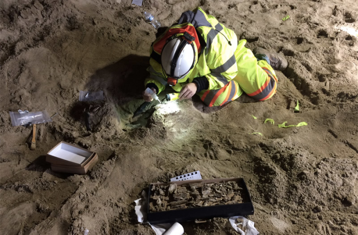 Археологи обнаружили под землей множество фрагментов древних животных. /Фото:tjournal.ru
