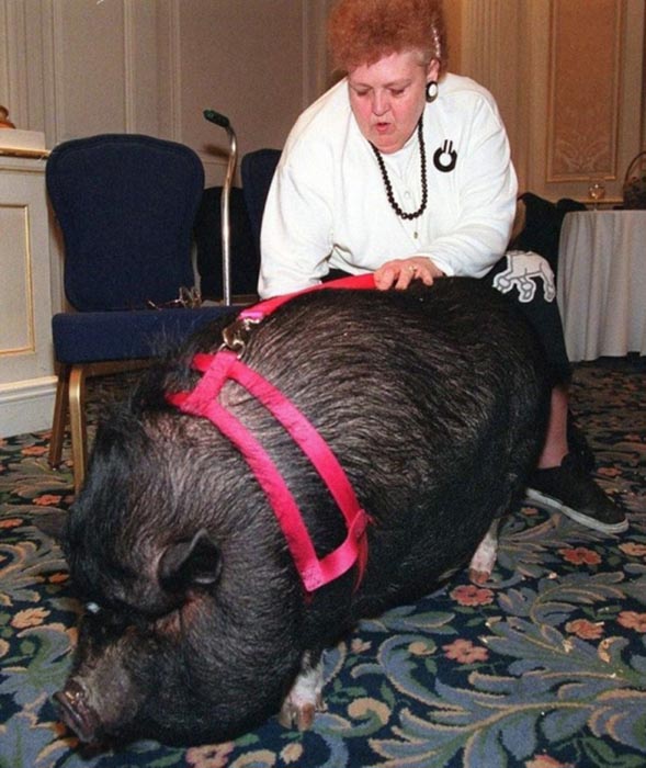 Джоанн обожает свою свинью/Фото:kashtan.me 