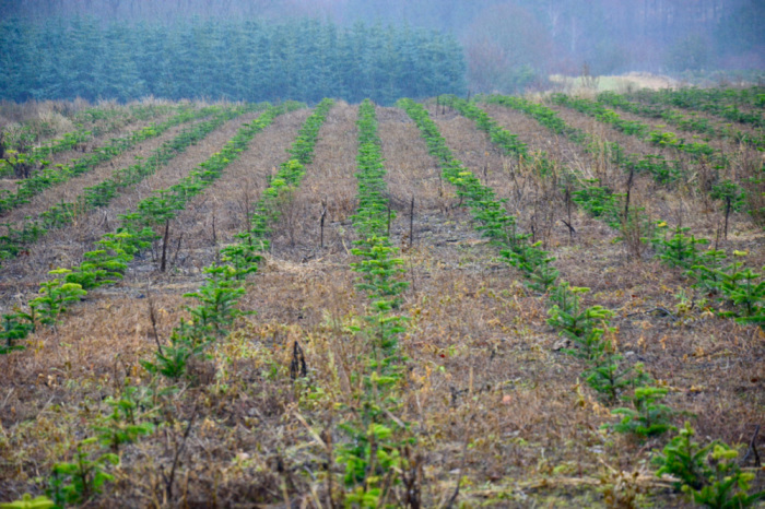 Елки на плантации в Дании. /Фото:varlamov.ru