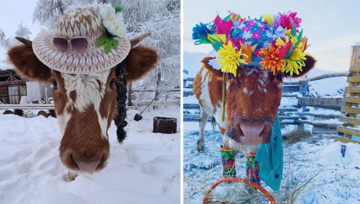 Участyики конкурса красоты cреди коров в Якутии. /Фото:@es_kepsee в Instagram