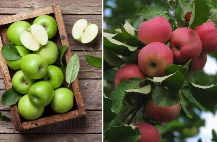 Все культурные виды и сорта яблок произошли от яблони Сиверса.