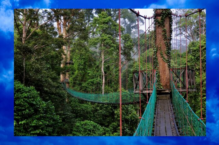 Дождевой лес острова Борнео.