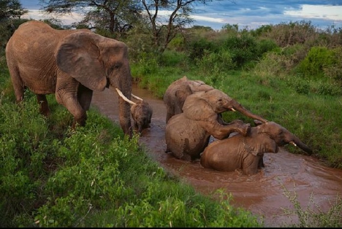 Старшая мать-слониха присматривает за двумя своими детьми и за двумя сиротами, о которых заботится вся её группа. /Фото:Michael Nichos, nationalgeographic.com