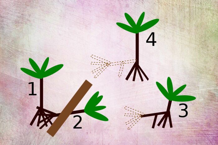 Одна и версий, объясняющих причину передвижения пальм.