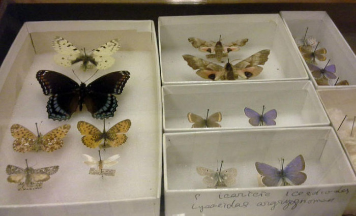 Коллекция бабочек писателя. /Фото:turbina.ru