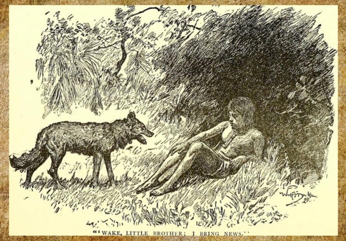 Считается, что именно Дина стал прообразом историй Киплинга про Маугли.