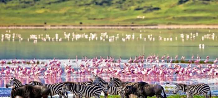 Соленое озеро притягивает фламинго и множество других видов птиц. / Фото:ngorongorocrater.com