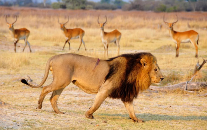 Отличить гривастую львицу от настоящего льва можно лишь при близком рассмотрении. На фото - настоящий самец. /Фото: Донателла Вентури.