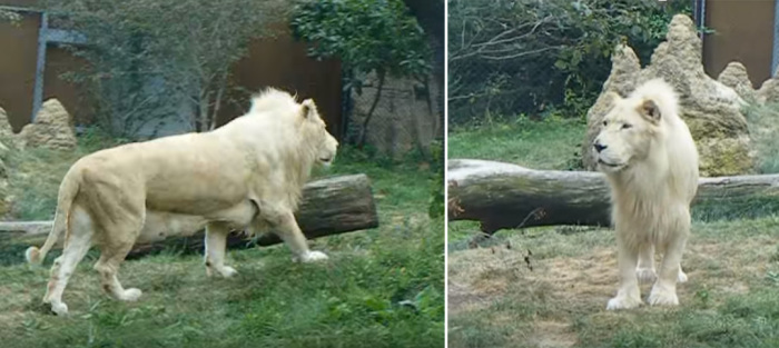 Белая львица из Филадельфии. /Фото: кадры видеосъемки 2008 года.