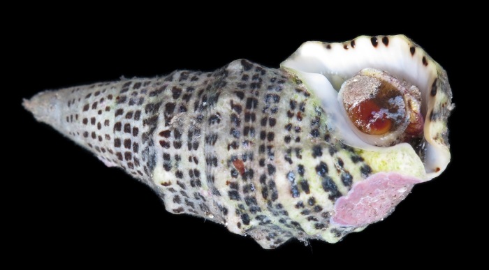 Современные гастроподы – самый многочисленный класс среди моллюсков. /Фото:inaturalist.org