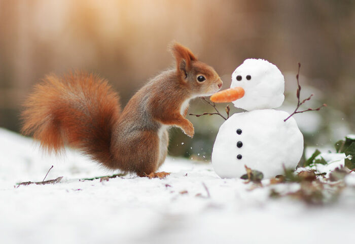Непростые взаимоотношения со снеговиком. 