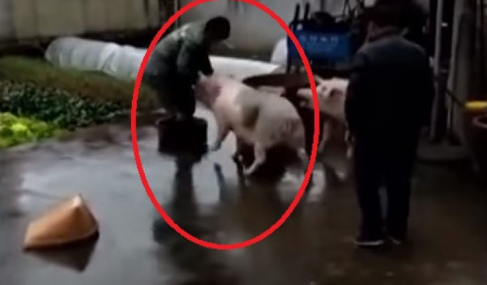 Свинья нападает на мясника, чтобы спасти товарища от смерти. /Кадры с youtube.com