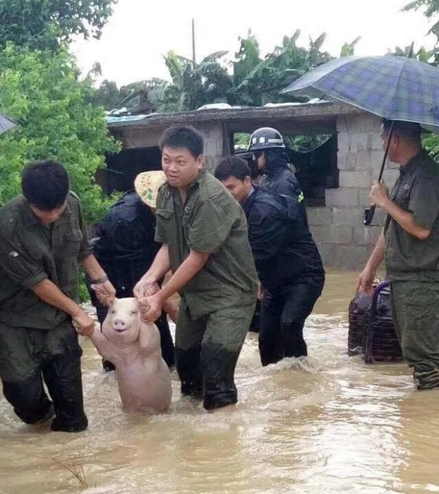 На фотографии спасенная в Китае свинья улыбалась во весь рот, и эта улыбка покорила весь мир.