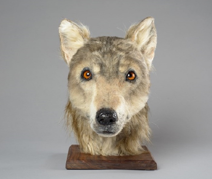 Воссозданная голова пса, который по сути был одомашненным волком. 