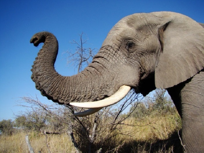 Африканский слон очень умён. /Фото:flickr.com 