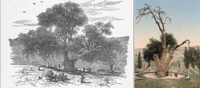 Как изменился дуб за десятилетия (левое изображение датируется 1887 годом, правое фото сделано в прошлом веке).