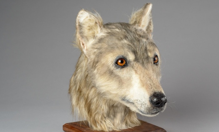 Ученые воссоздали голову собаки из неолита, жившей 4 500 лет назад 