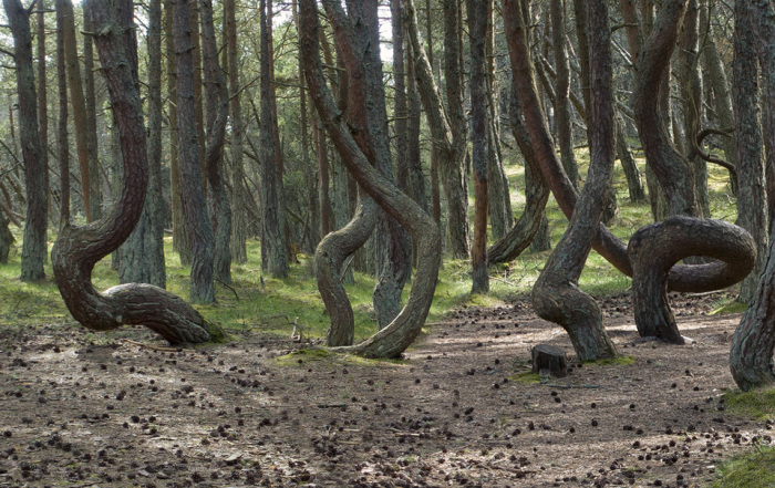 Некоторые даже считают, что этот лес омолаживает... /Фото:photosight.ru