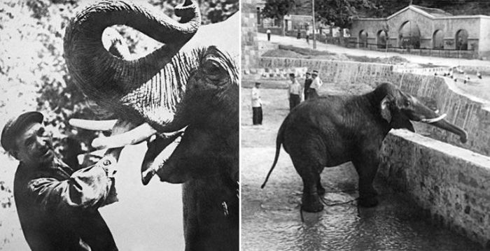 Слон Шанго - питомец зоопарка, который, согласно воспоминаниям работников, активно втаптывал в песок и поливал водой зажигательный бомбы. /Фото:moya-planeta.ru