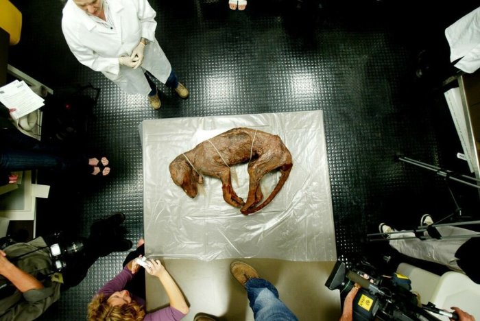 Сохранившееся тело тилацина в Национальном музее Австралии в Канберре.