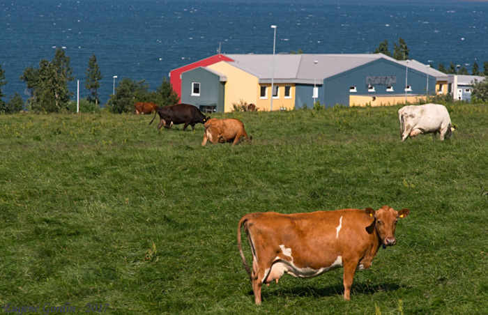 Исландские коровы предсказывают погоду. /Фото: Е.Гордин, gifyu.com