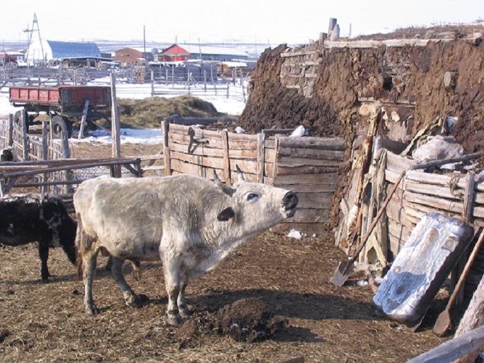Прекрасных якутских коров стали заменять обычными, которые не так холодостойки, но зато дают много молока. /Фото:Anu Osva,пресс-служба ИЦиГ СО РАН