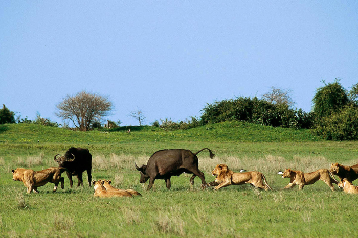 Животный мир Ботсваны необычайно богат, но иногда такое «разнообразие» ставит в тупик. /Фото:cazloyd.com