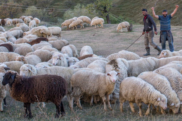 Местные пастухи. /Фото:shandi1.livejournal.com