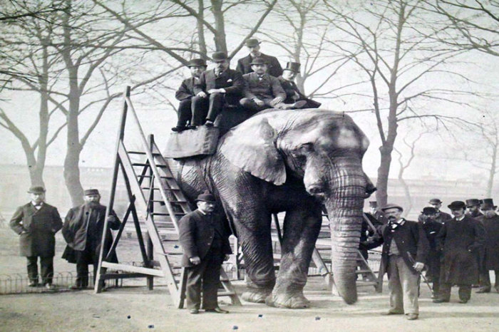 Мужчины позируют на слоне Джамбо в Лондоне, Англия./Фото:canadashistory.ca