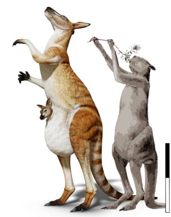 Разница в размерах: короткомордый кенгуру (справа) и недавно обнаруженный вид кенгуру (слева).