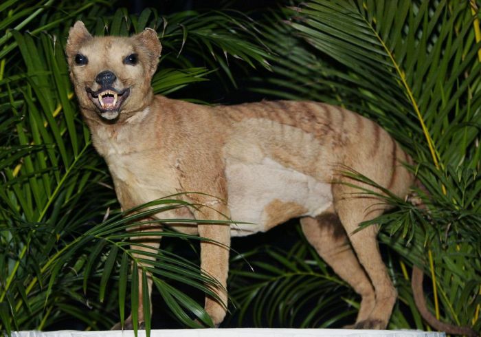 Чучело вымершего животного в Австралийском музее в Сиднее