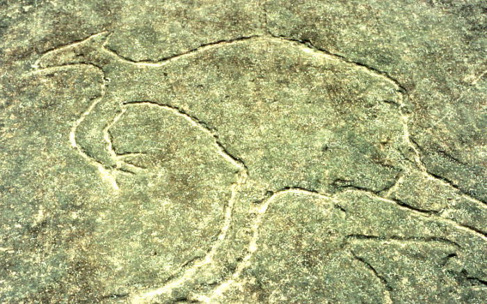 Доисторические люди сосуществовали с гигантами тысячи лет и рисовали их. Наскальное изображение в Терри-Хилс, Новый Южный Уэльс/ Фото:wikipedia.og 