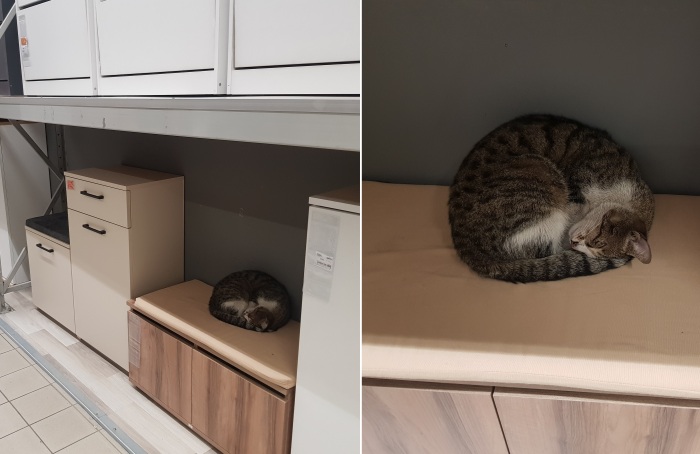 Кошка в отделе мебели. /Фото: А. Белова