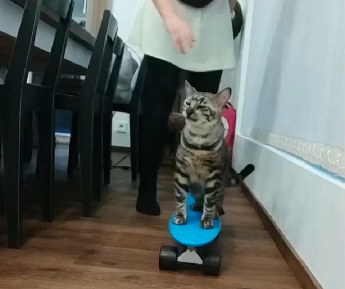 Кот катается на скейтборде. Видеокадр.