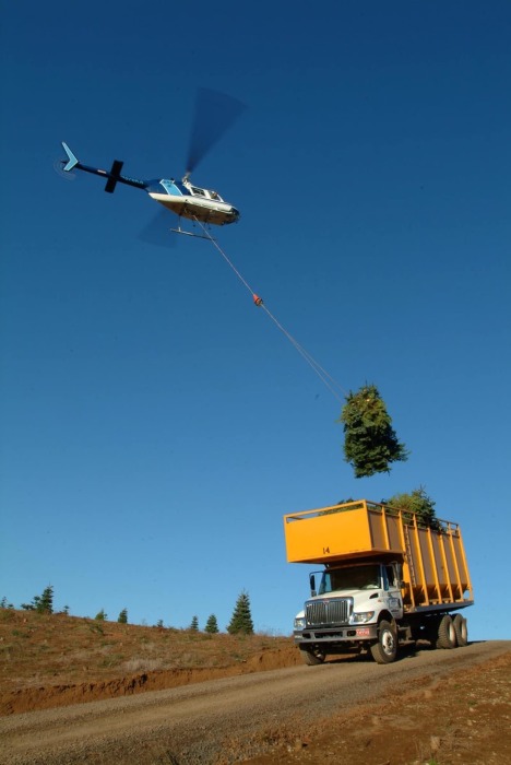 Подъем ёлки на вертолёте в США. /Фото:theconversation.com