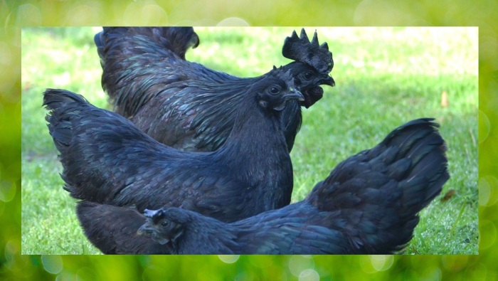 Кажется, что перья чёрной курицы или петуха кто-то покрасил чёрной краской.