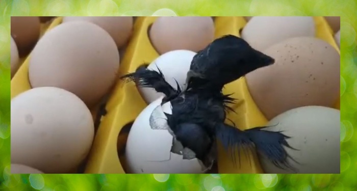 Птенец только вылупился. Из обычного, не чёрного яйца.