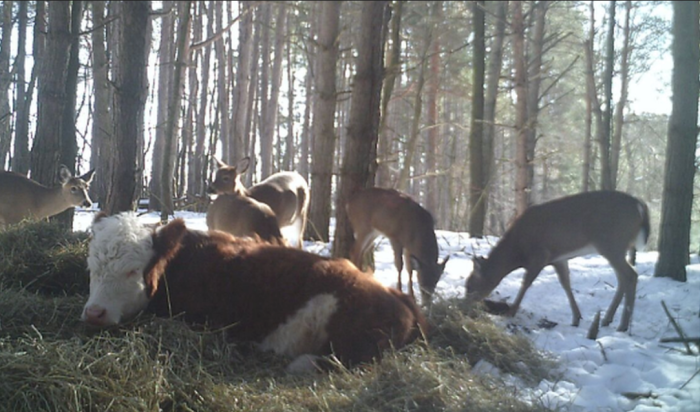 Корова прибилась к оленям. /Фото:goodnewsanimal.ru